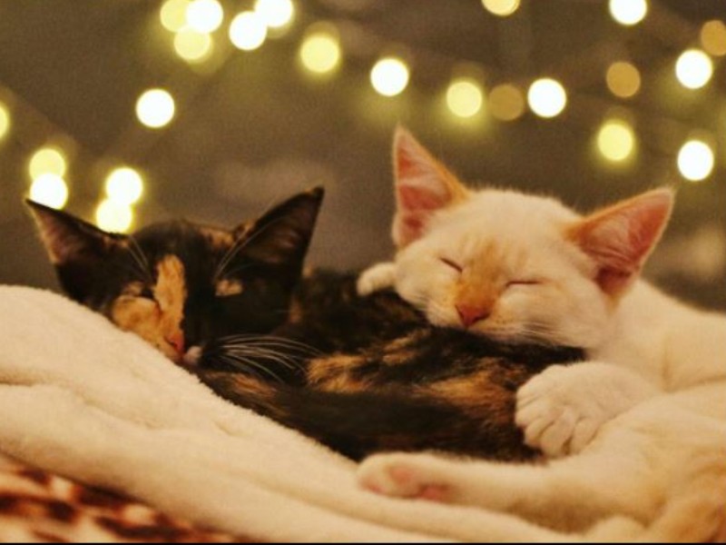 As gatinhas Dara e Lucy aparecem dormindo sobre um cobertor claro. Dara é preta e tem uma mancha caramelo na metade do rosto. Já Lucy é toda branquinha e tem o nariz e as orelhas em tom de caramelo claro